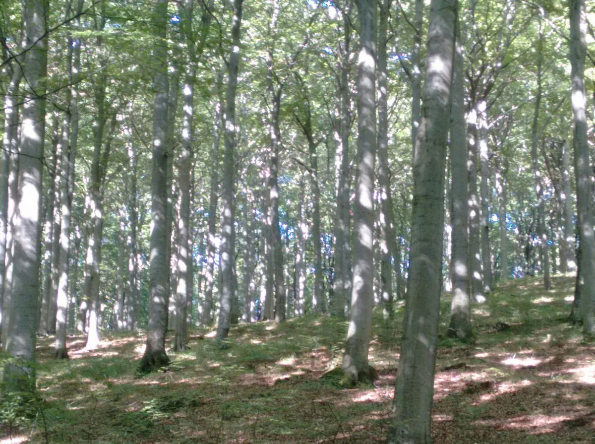 Get your tree replacement orders in&nbsp;now!