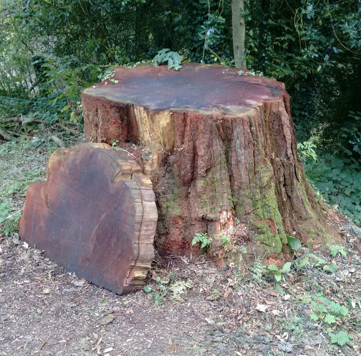 Bristol’s trees in&nbsp;crisis!