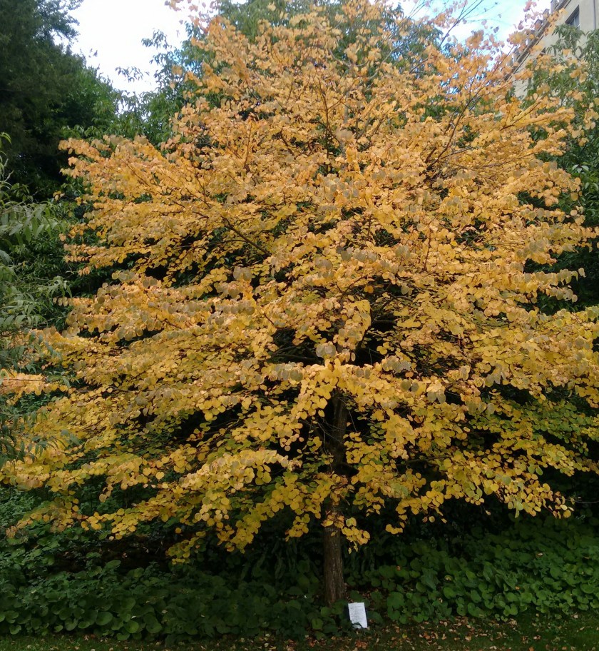 katsura-tree-cercidilphyllum-japonicum