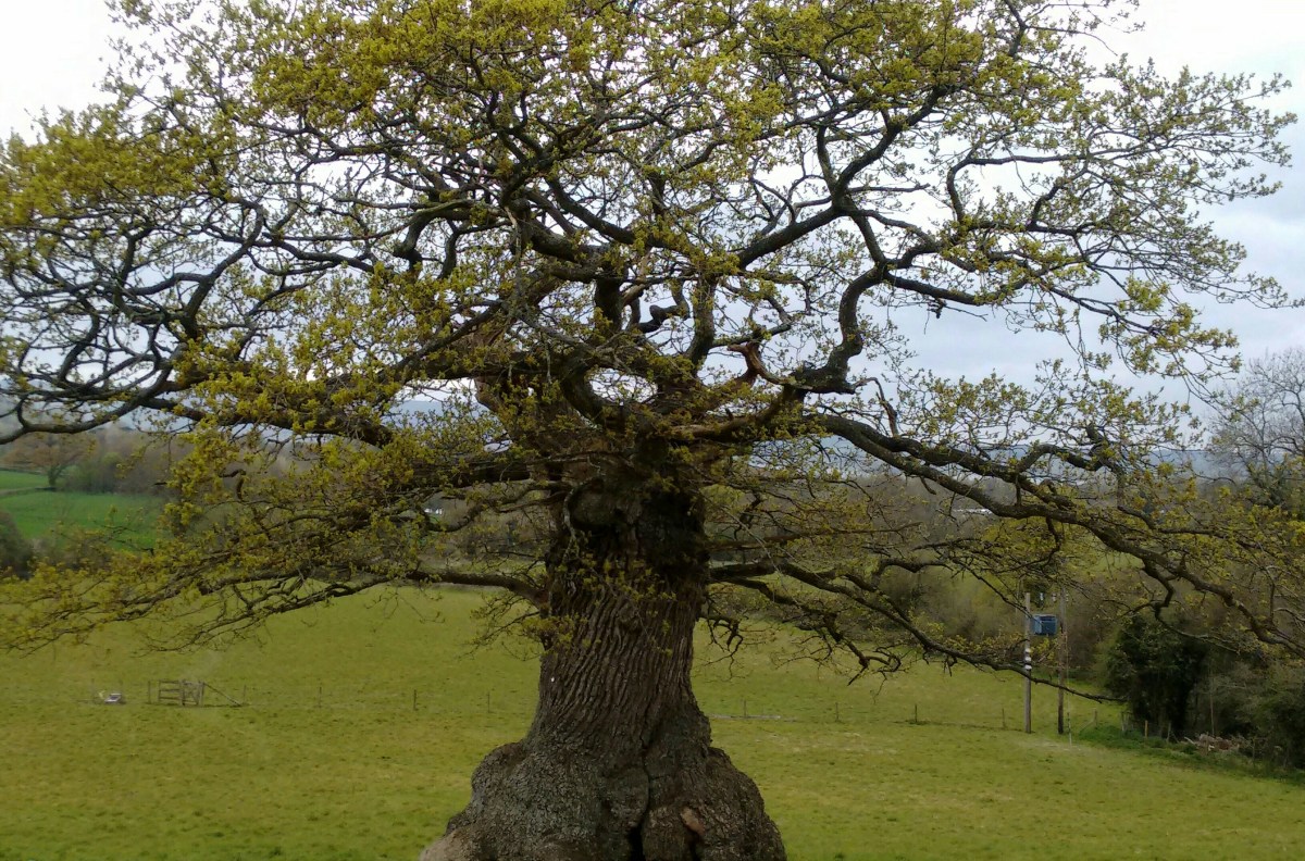 Ancient and Veteran Trees&nbsp;explained