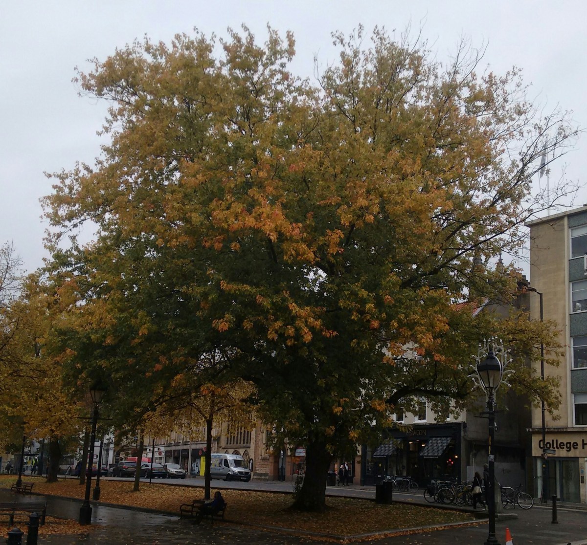Sponsor or adopt a Bristol&nbsp;tree