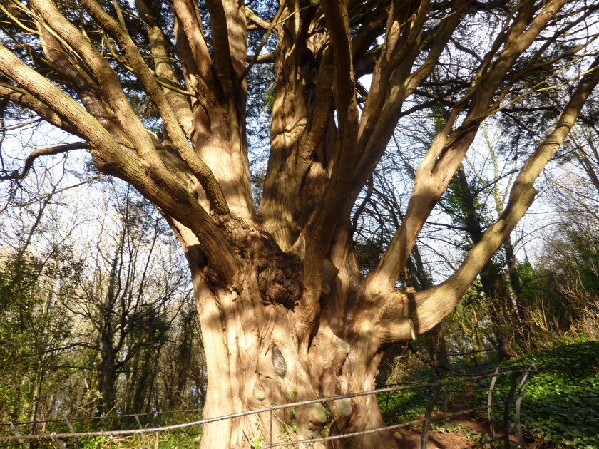 monterey-cypress-bishops-knoll