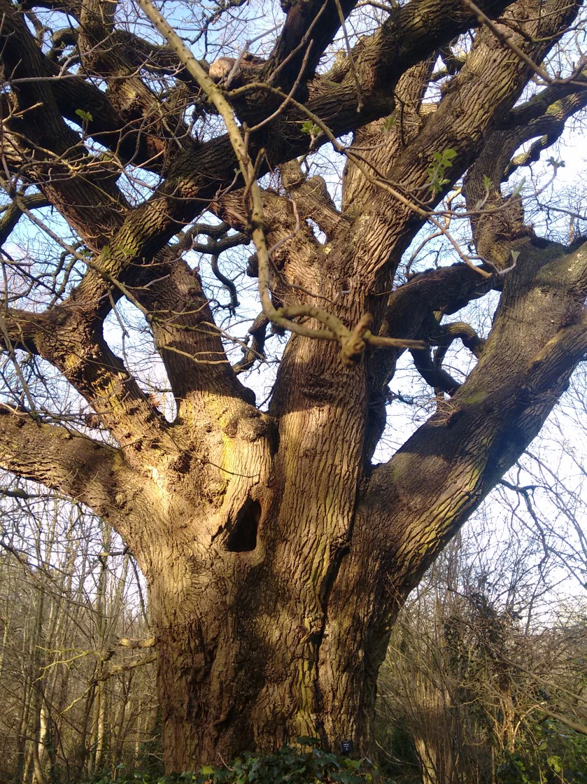 quercus-petraea-bishops-knoll-wood