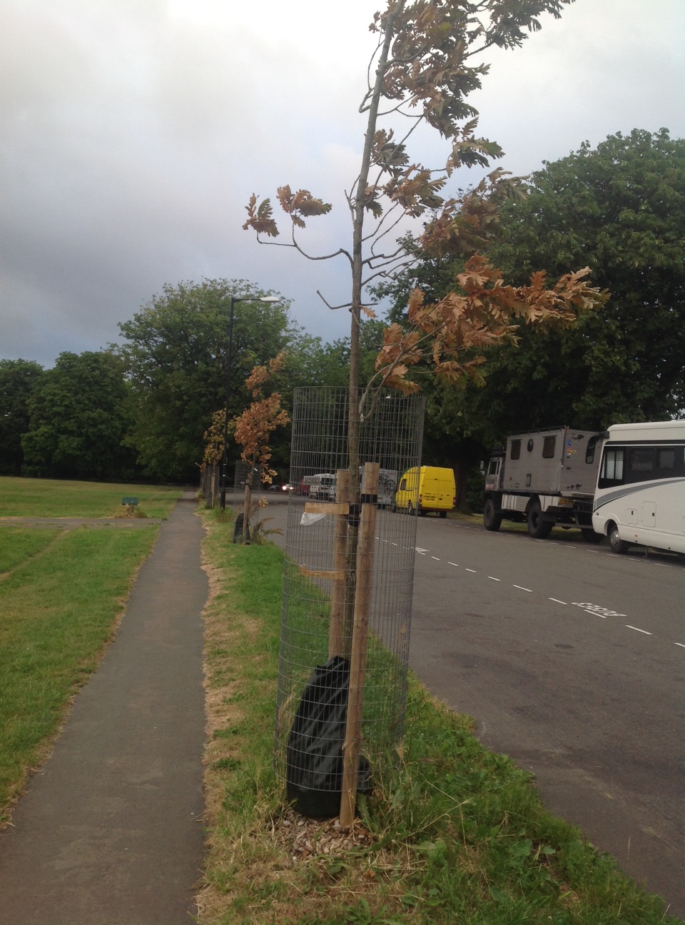 Urgent help needed to water new&nbsp;trees
