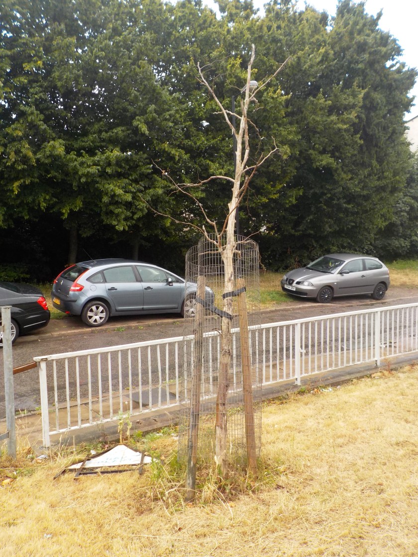 Already dead in Google streeview 2014