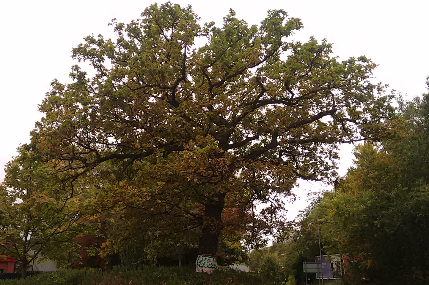 eastgate_oak