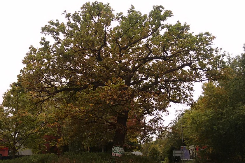 eastgate_oak