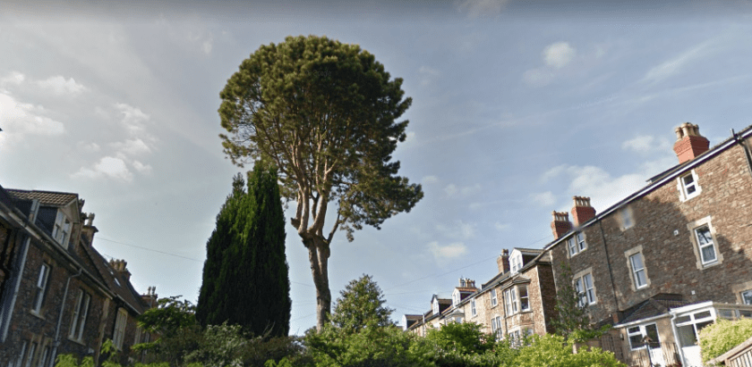 St John's Rd Pinus nigra