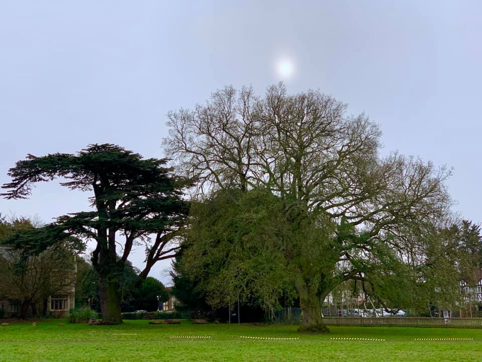 Consultation – Protecting and Enhancing England’s Trees and&nbsp;Woodlands