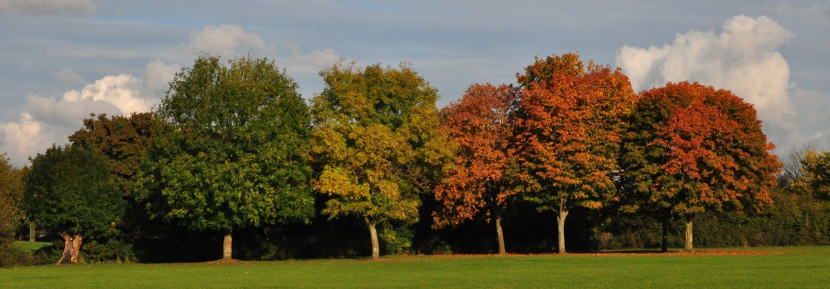Tree replacement and carbon&nbsp;neutrality