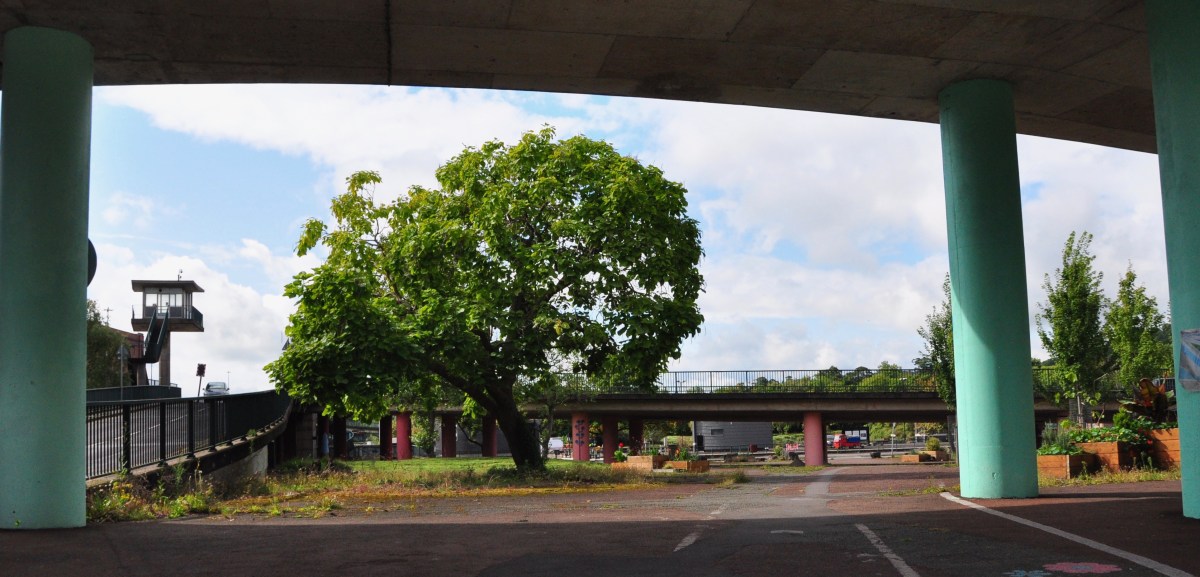 A Manifesto for protecting Bristol’s existing Urban&nbsp;Forest