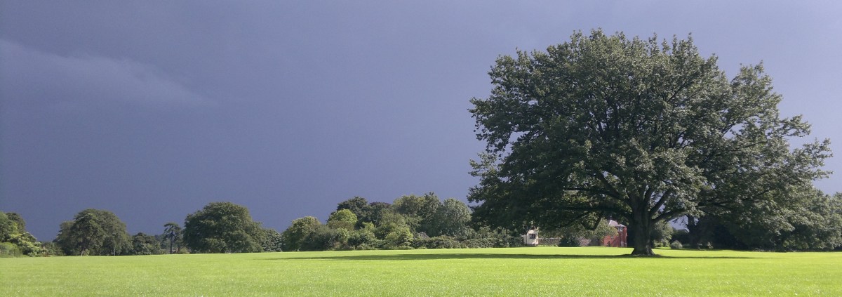 The trees at Stoke Lodge Park and Playing Fields – a letter to the&nbsp;Council
