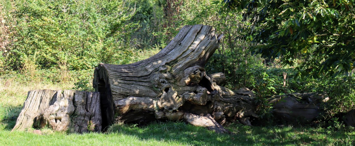 In Defence of Dead&nbsp;Wood