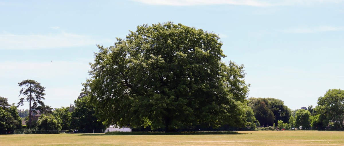 Wales and West Utilities helps to protect Bristol’s precious&nbsp;trees