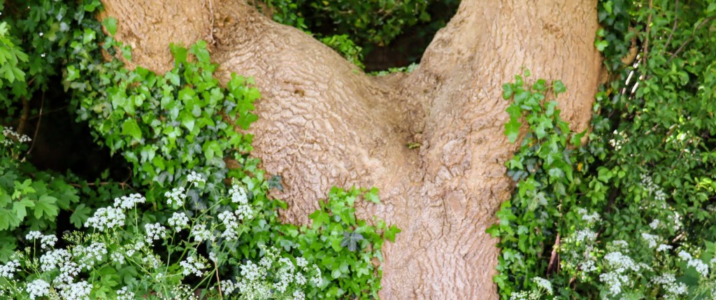 This image has an empty alt attribute; its file name is phoenix-hedge-lane_5-e1607505564680.jpg