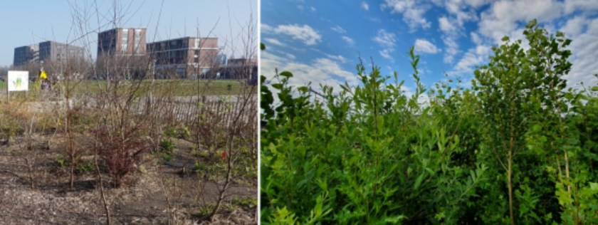 This image has an empty alt attribute; its file name is tiny-forest-image_1a.jpg