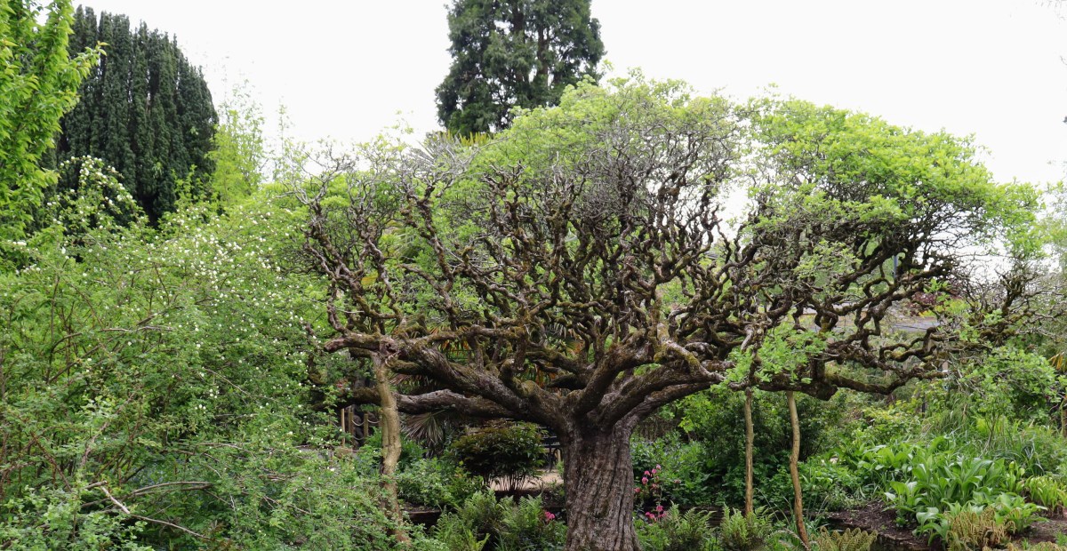 Bristol’s Tree Canopy