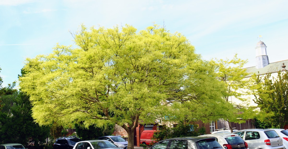 Mislabelling Bristol’s crucial open spaces as “brownfield” sites to justify&nbsp;development