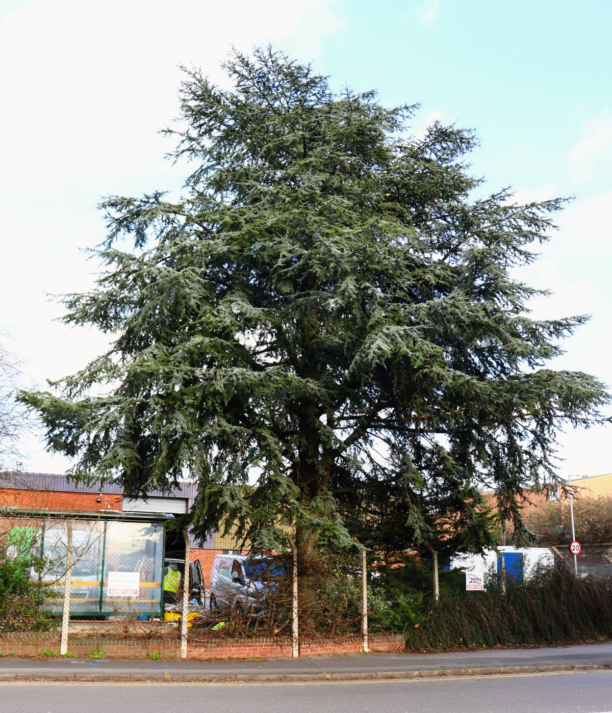 Our proposal for a new Bristol Tree Replacement&nbsp;Standard