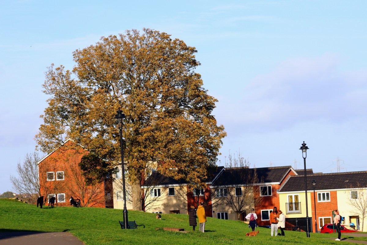 Our proposal for a new Bristol Tree Replacement Standard&nbsp;revisited