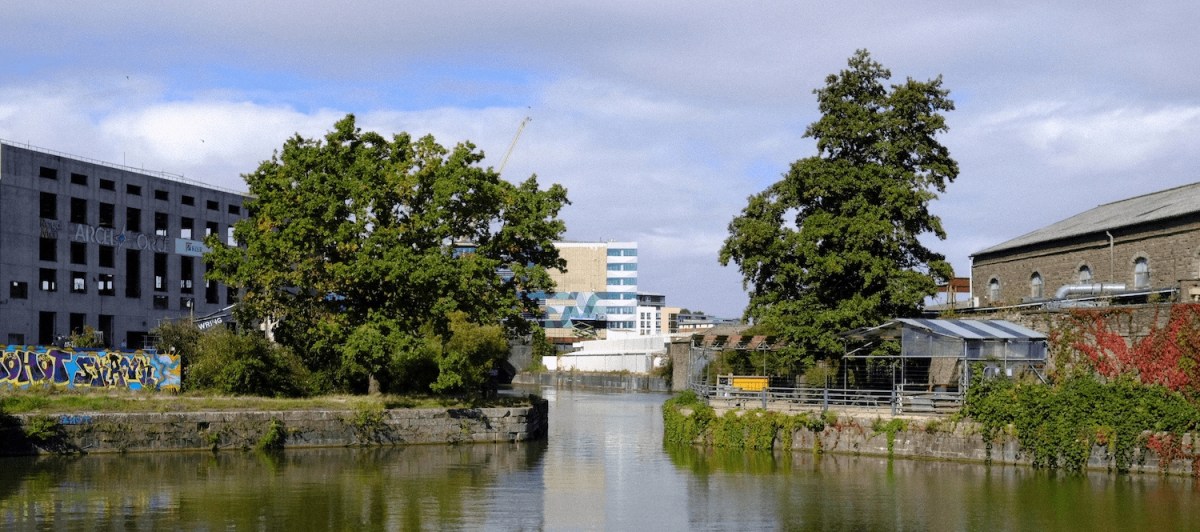 Why we need a new Bristol Tree Replacement&nbsp;Standard