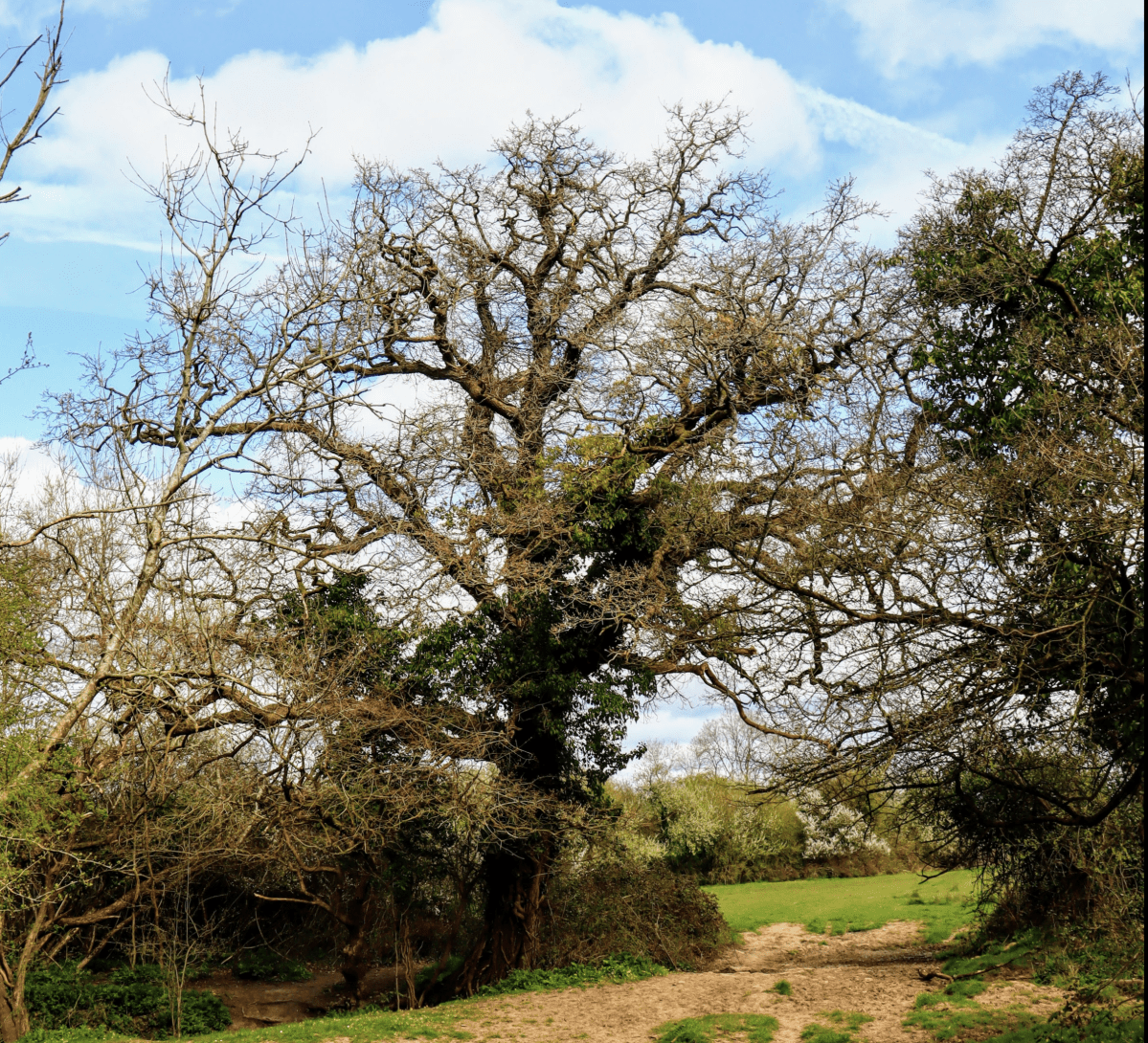 The saga of the SNCI at Yew Tree Farm&nbsp;continues