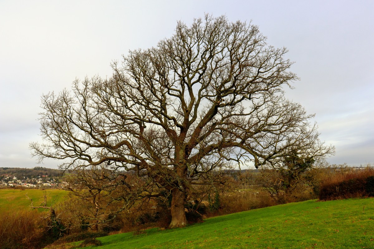 It seems that SNCIs are nothing special – an open letter to Bristol’s Chief&nbsp;planner