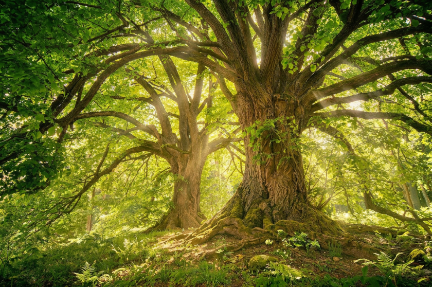 Lush green forest with sunlight