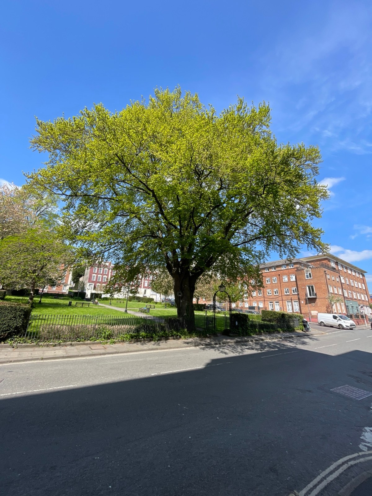 The small-sites rule change that could quietly cost your neighbourhood its&nbsp;trees