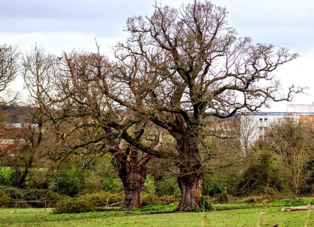 Losing our Local Green Space&nbsp;designations